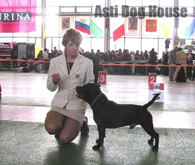 Asti Dog House Mister Lacky