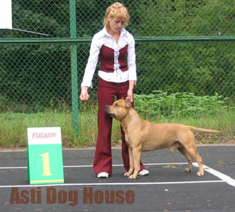 Asti Dog House Gertsog Staf