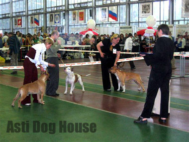 Asti Dog House Zigfrid Rivs