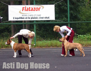 Asti Dog House Zigfrid Rivs (справа)