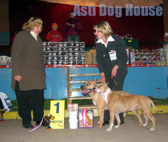 Asti Dog House Zigfrid Rivs & Bakaroro End Itubori Inga